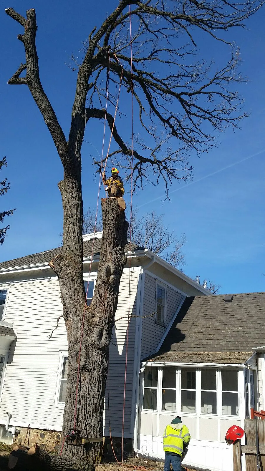 Tree service crew performing residential tree removal with professional climbing techniques in Milwaukee